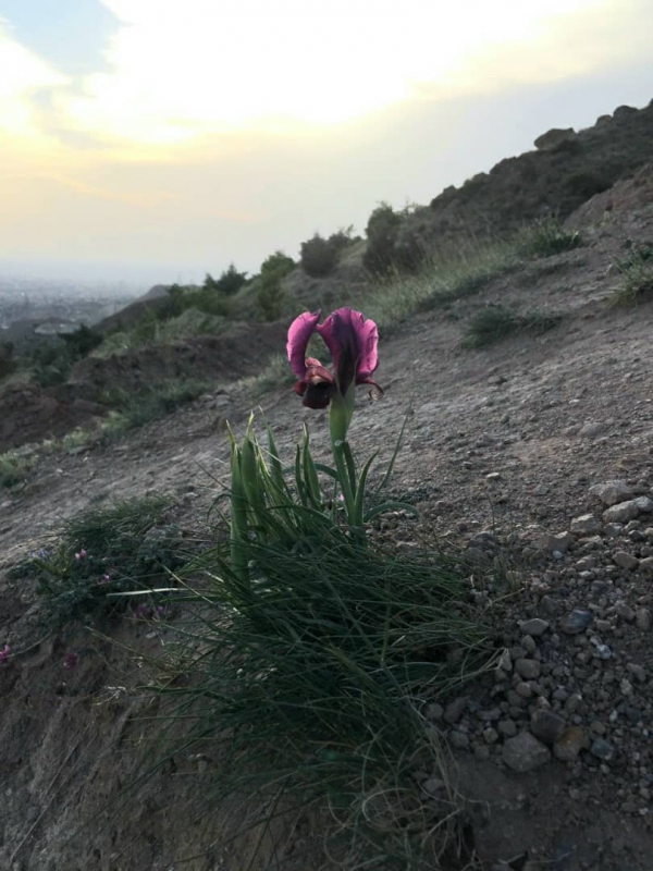 زنبق عینالی - Iris -